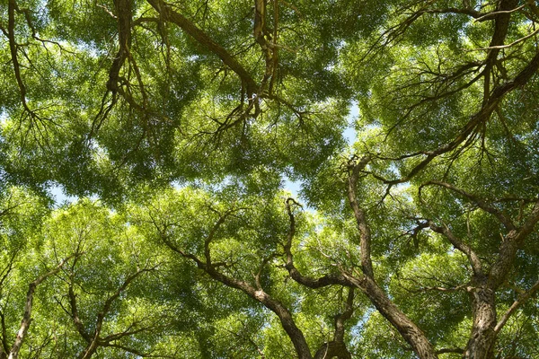 Verão floresta árvore ramos e folhas verdes dossel natureza fundo, olhando para cima vista — Fotografia de Stock