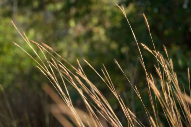 Doğal yaz yeşil çim, bulanık ormanda, gün batımı ışınları vahşi çayır kuru çim ile altın buğday arka plan kulakları