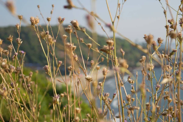 Natural beautiful summer background with wild meadow dry grass, close-up macro in nature on a natural background, soft focus sea and coast at the back