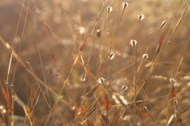 Altın çim ve mavi gökyüzü doğal arka plan, bir alanda olgun buğday kulakları, altın buğday kulakları yakın, çayır buğday tarlası.