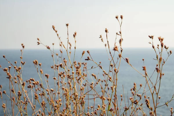 Mavi deniz ve yaz bitki silueti arka plan yabani çayır çim ile altın renk, doğada yakın çekim makro, arka yumuşak odak deniz ve sahil
