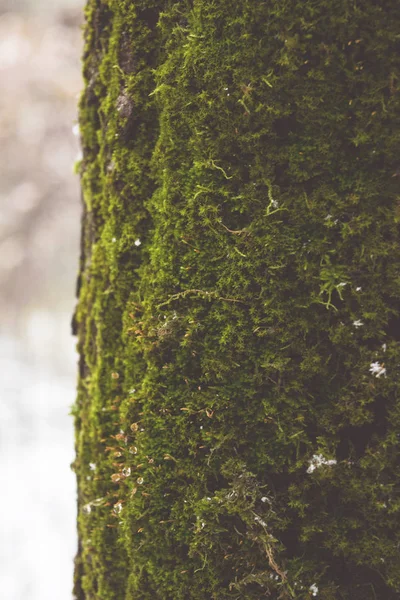 Fundo natural com musgo verde na árvore tronco latido na floresta de inverno com flocos de neve — Fotografia de Stock