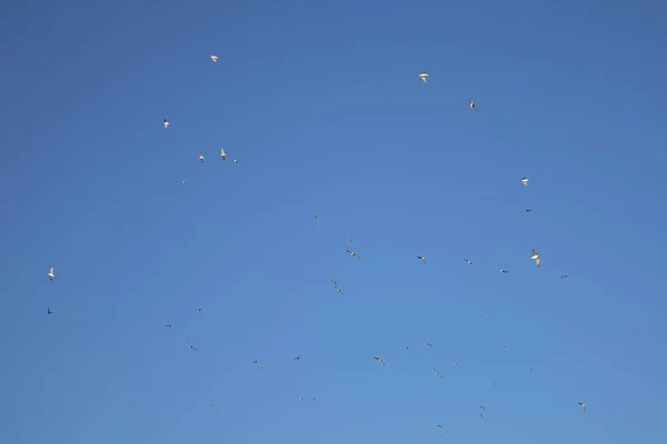 Kuşlar büyük mavi gökyüzü arka planda sinek, bakmak — Stok fotoğraf