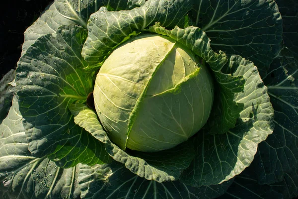 Yeşil lahana bahçesinde başkanı