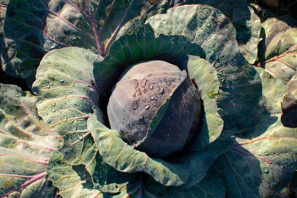 Violet and green head of cabbage with dew in the garden — Stockfoto