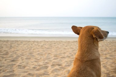 Rahatlatıcı kahverengi köpek Hindistan 'da kumsalda rüya görüyor.