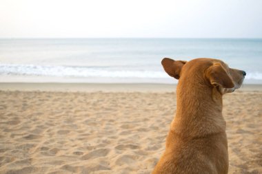 Relaxing brown dog dreaming at the beach in India, copyspace clipart