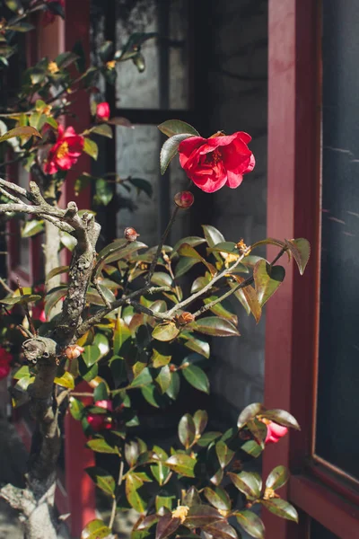 Pembe bina arka planındaki çalılıklarda pembe çiçekli çiçek dekoru..