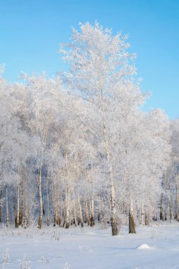 Mavi gökyüzü ve karla kaplı ağaç dalları ile kış ormanı arka planı