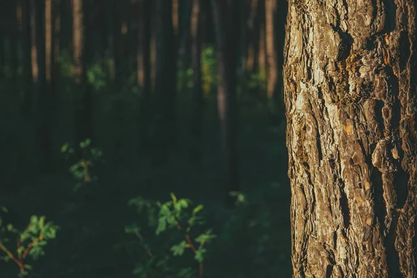 Sfondo naturale con foresta verde sfocata e tronco di pino al lato nella luce eterna, copiare lo spazio — Foto Stock