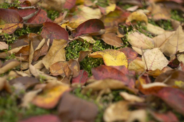 Blurred autumn yellow and red leaves at the ground with green grass background. Fall background, close-up — Stock Photo, Image