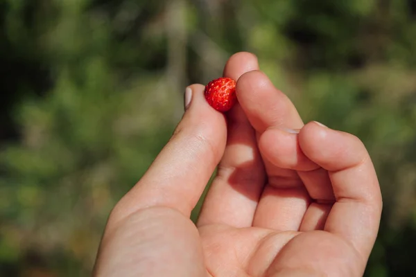 Hand of woman holding one wild strawberry in blurred green background, summer day in finnish countryside — Stock Photo, Image