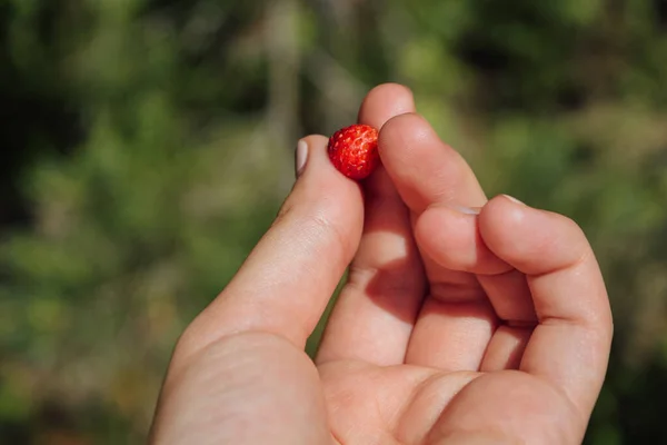 Mano de mujer sosteniendo una fresa silvestre en un fondo verde borroso, día de verano en el campo finlandés —  Fotos de Stock