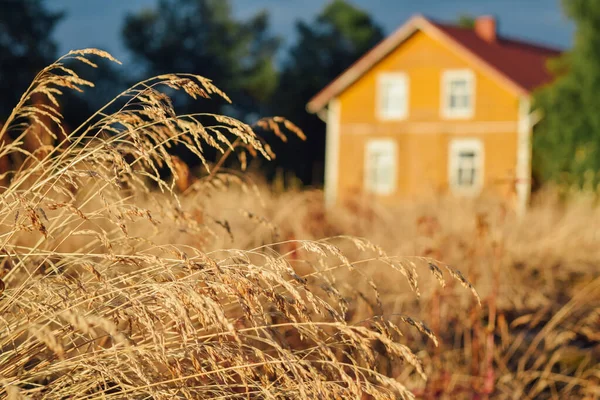 Beautiful finnish yellow farm house at blurred background warm summer evening at field with dry grass
