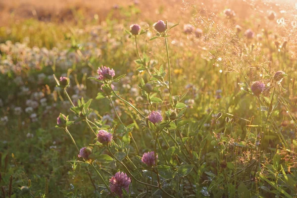 Clover in back light ve yeşil çimen doğa Finnish çiftliğindeki çayırda sıcak bir akşam