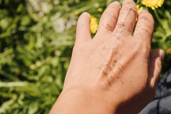 Kadının eli çayırdaki karahindiba çiçeklerine dokunuyor, eli yakın, deride dikenli gölge, akşam ışığı, yeşil çimen