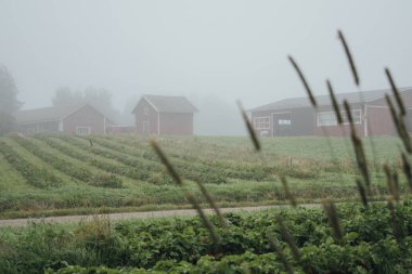 Sisli bir manzara. Finnish kırsalında eski kulübeleri olan sıra sıra çalı çilek tarlası. Tarım. Meyve yetiştiriyorum.