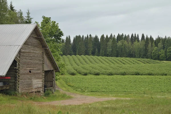 Campo de cultivo de baya negra con antiguo granero de madera en el campo finlandés y bosque de coníferas con hierba verde en el fondo — Foto de Stock