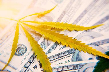 Para esrar yakın çekim yüz dolar arka ışık, yüksek kaliteli görüntü yapay bir ray ile levha ile. Kenevir ve esrar tematik fotoğraf