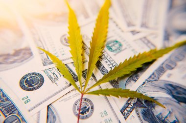 Para esrar yakın çekim yüz dolar arka ışık, yüksek kaliteli görüntü yapay bir ray ile levha ile. Kenevir ve esrar tematik fotoğraf