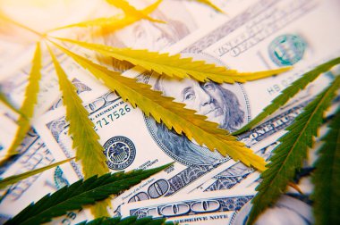 Para esrar yakın çekim yüz dolar arka ışık, yüksek kaliteli görüntü yapay bir ray ile levha ile. Kenevir ve esrar tematik fotoğraf