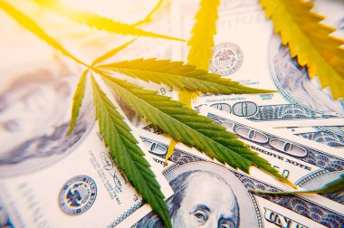 Para esrar yakın çekim yüz dolar arka ışık, yüksek kaliteli görüntü yapay bir ray ile levha ile. Kenevir ve esrar tematik fotoğraf