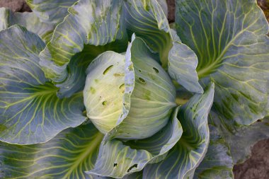 Taze yeşil organik lahana kafa sebze grupta büyüyen olgunlaşması closeup