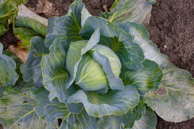 Taze yeşil organik lahana kafa sebze grupta büyüyen olgunlaşması closeup