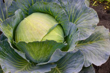 Taze yeşil organik lahana kafa sebze grupta büyüyen olgunlaşması closeup