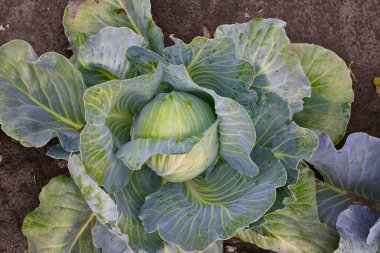 Taze yeşil organik lahana kafa sebze grupta büyüyen olgunlaşması closeup