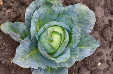 Lahana kafa taze bahçe içinde büyüyor. Organik sebze arka plan. Tarım kavramı
