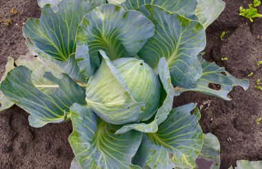 Hasat alanında taze yeşil lahana üzerine kapatın. Organik sebze arka plan. Tarım kavramı