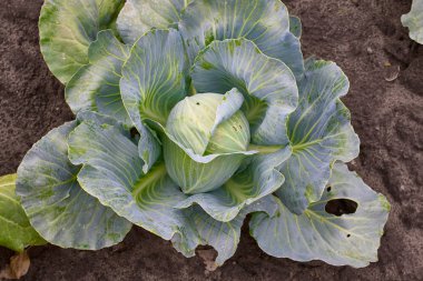 Hasat alanında taze yeşil lahana üzerine kapatın. Organik sebze arka plan. Tarım kavramı