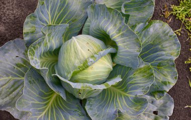 Hasat alanında taze yeşil lahana üzerine kapatın. Organik sebze arka plan. Tarım kavramı
