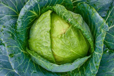 Taze yeşil organik lahana kafa sebze grupta büyüyen olgunlaşması closeup