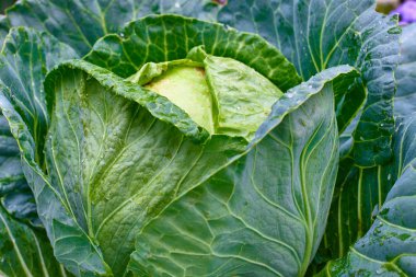 Taze yeşil organik lahana kafa sebze grupta büyüyen olgunlaşması closeup