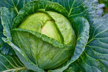 Taze yeşil organik lahana kafa sebze grupta büyüyen olgunlaşması closeup