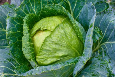 Taze yeşil organik lahana kafa sebze grupta büyüyen olgunlaşması closeup