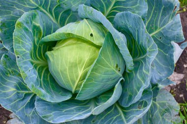 Lahana kafa taze bahçe içinde büyüyor. Organik sebze arka plan. Tarım kavramı
