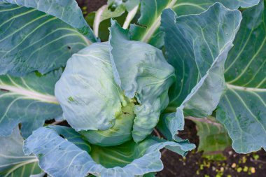 Lahana kafa taze bahçe içinde büyüyor. Organik sebze arka plan. Tarım kavramı