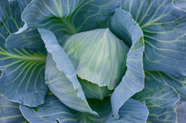 Lahana kafa taze bahçe içinde büyüyor. Organik sebze arka plan. Tarım kavramı