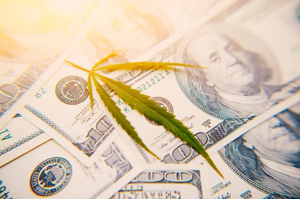Money Sheet Marijuana Close Background One Hundred Dollars Artificial Ray — Stock Photo, Image