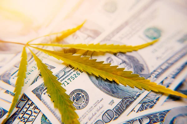 Pieniądze Arkusza Marihuany Zbliżenie Tle Sto Dolarów Sztuczne Promień Światła — Zdjęcie stockowe