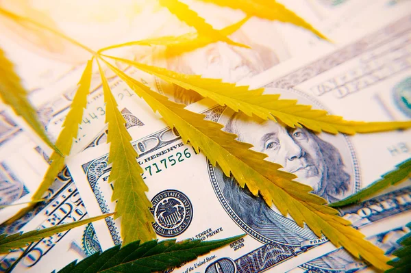 Pieniądze z arkusza marihuany zbliżenie na tle jednej hund — Zdjęcie stockowe