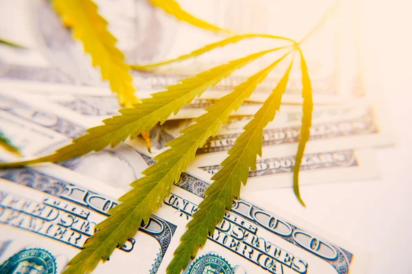 Pieniądze Arkusza Marihuany Zbliżenie Tle Sto Dolarów Sztuczne Promień Światła — Zdjęcie stockowe