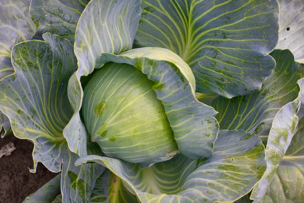 Closeup Fresh Green Organic Cabbage Maturing Head Growing Vegetable Farm — Stock Photo, Image
