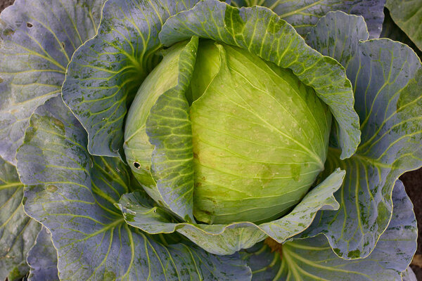 Cabbage head fresh are growing in garden. Organic vegetable background.  Agriculture concept