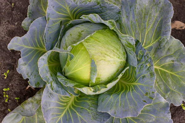 Cabbage head fresh are growing in garden. Organic vegetable background.  Agriculture concept