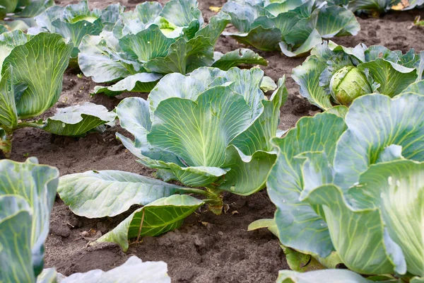 Testa Cavolo Fresca Sta Crescendo Giardino Sfondo Vegetale Biologico Concetto — Foto Stock