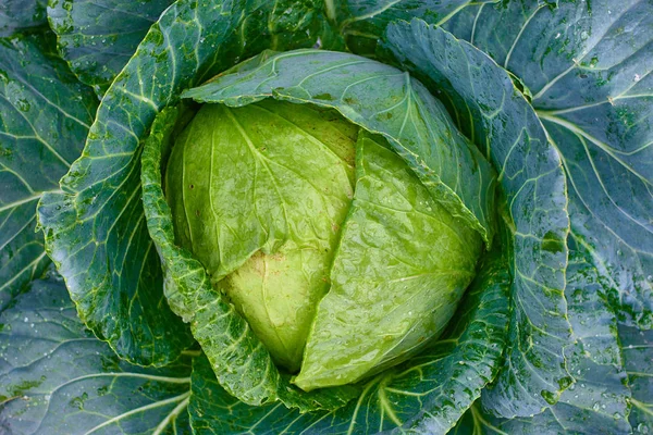 野菜ファームで頭の成長成熟グリーン有機キャベツのクローズ アップ — ストック写真